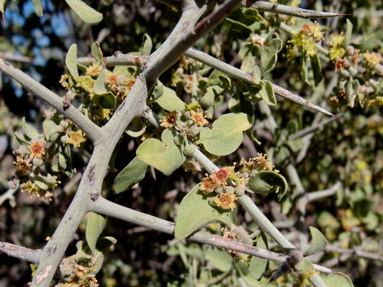 Sarcomphalus obtusifolius image