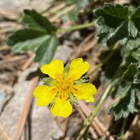 Potentilla rhyolitica image