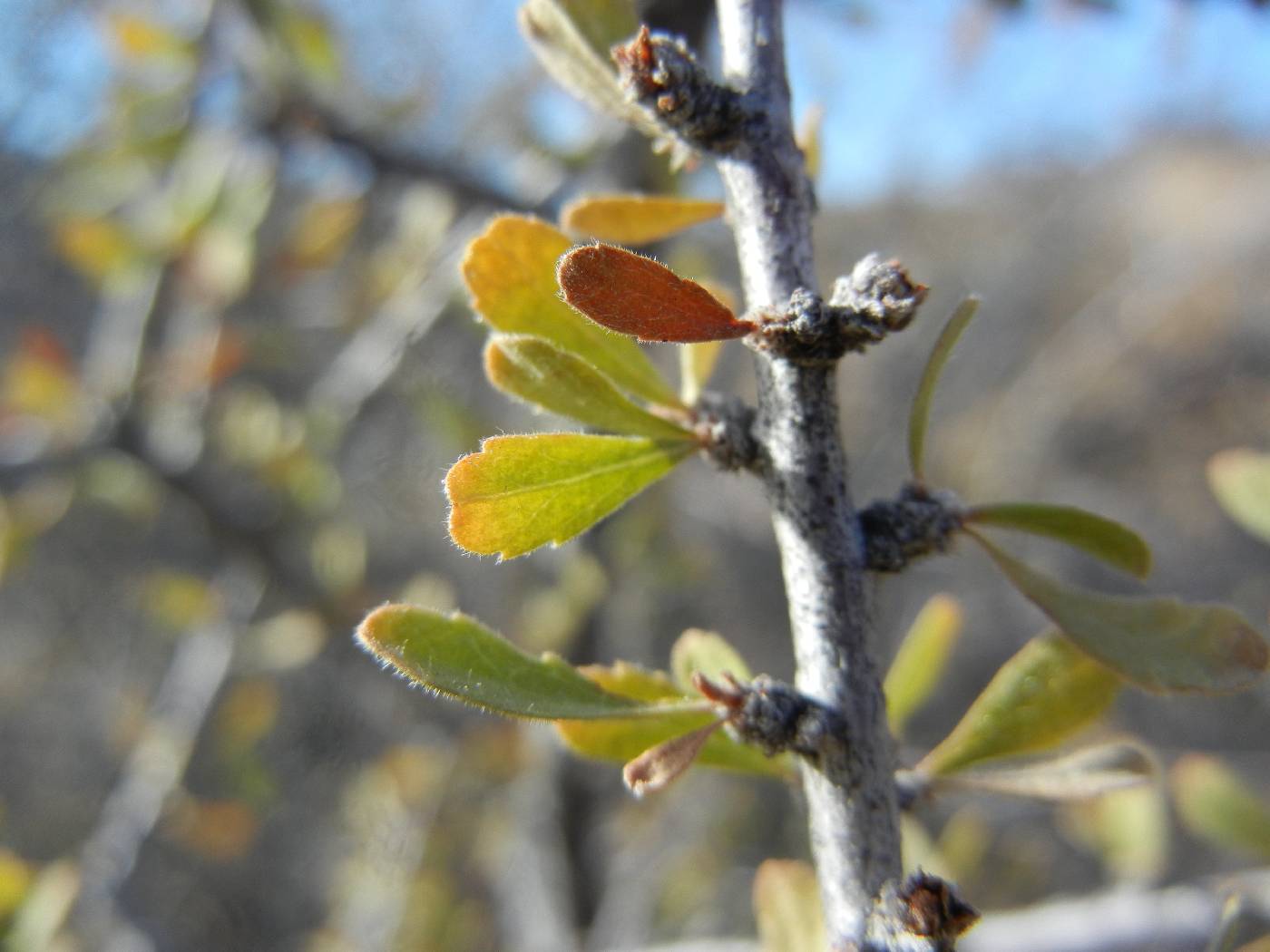 Prunus image