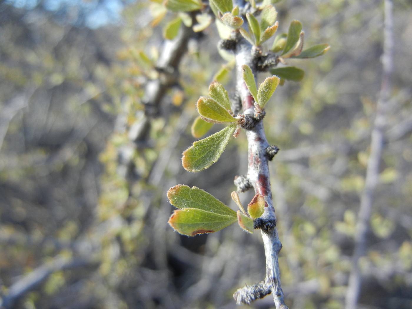 Prunus image