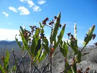 Vauquelinia californica subsp. pauciflora image
