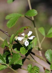 Image of Rubus cuneifolius