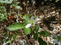 Rubus arizonensis image