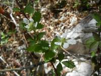 Rubus arizonensis image