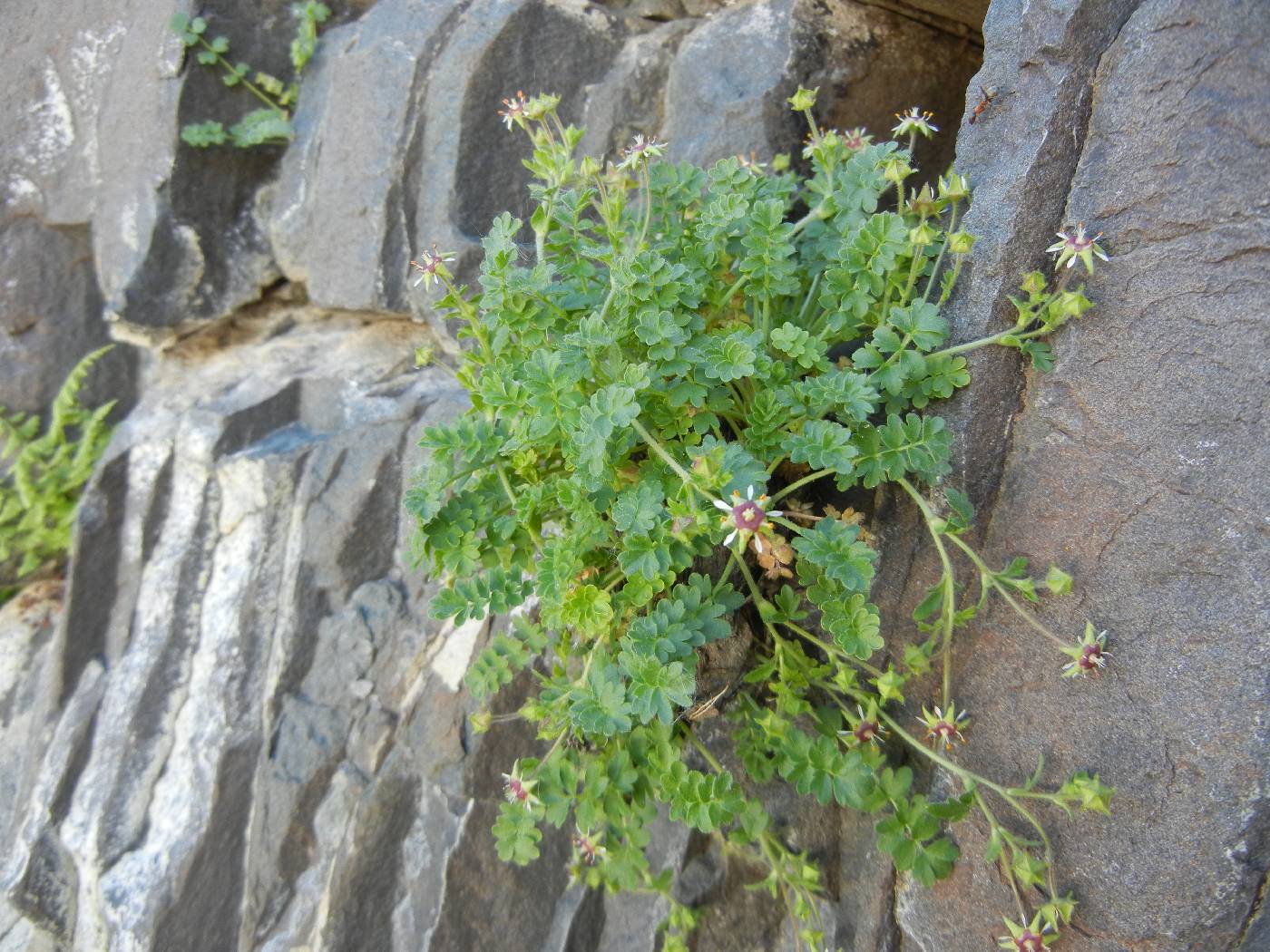 Ivesia baileyi image