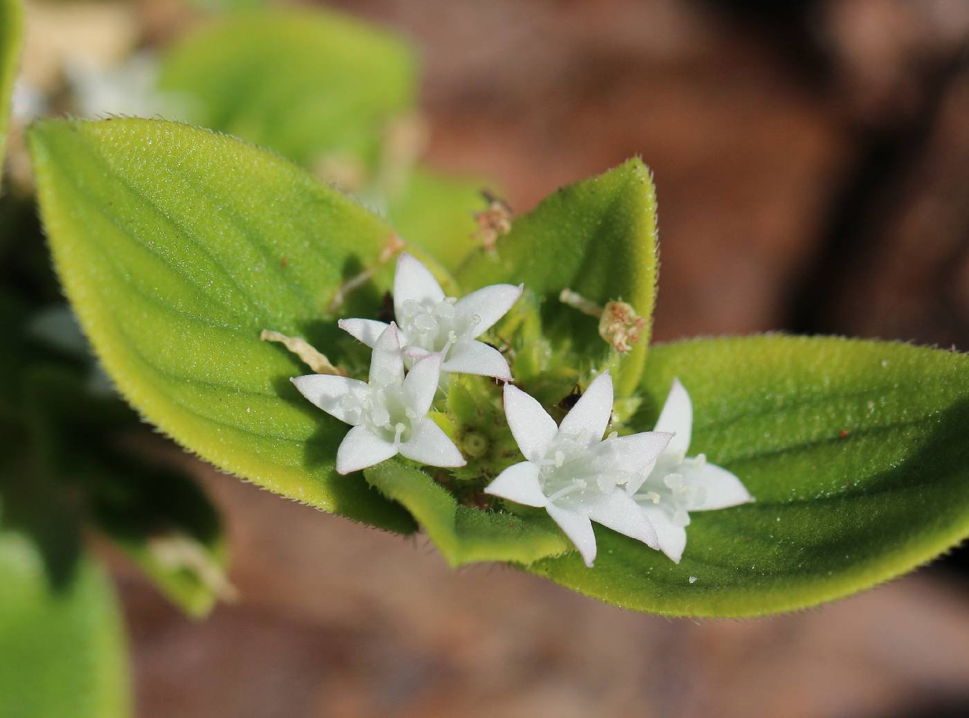 Richardia brasiliensis image