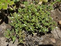 Houstonia prostrata image