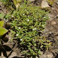 Houstonia prostrata image