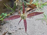 Crusea wrightii image