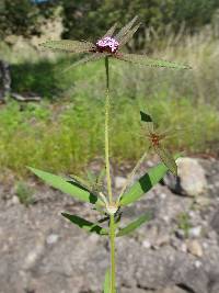 Crusea wrightii var. wrightii image