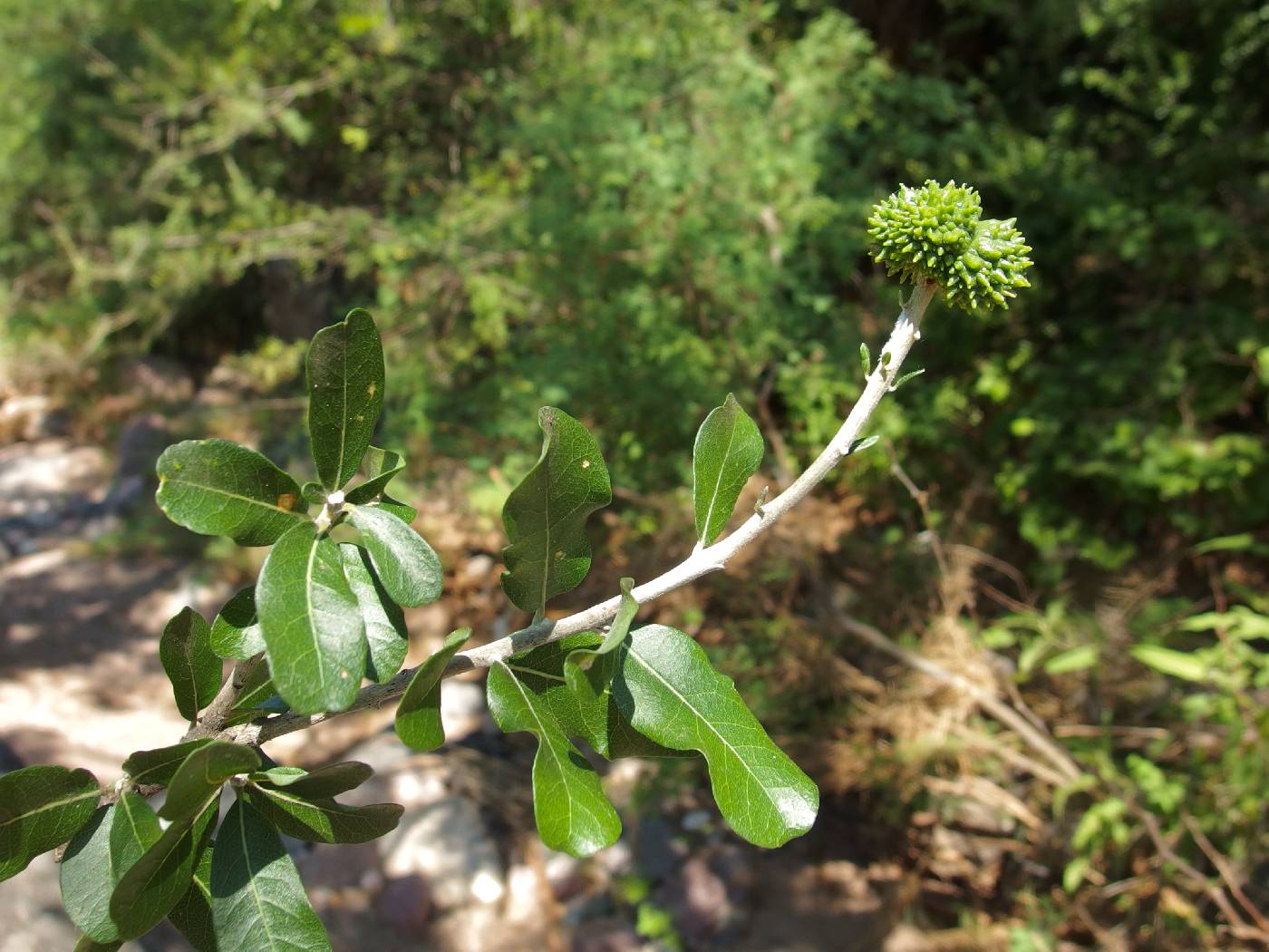 Esenbeckia hartmanii image