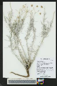 Senecio flaccidus image