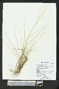 Sporobolus airoides image