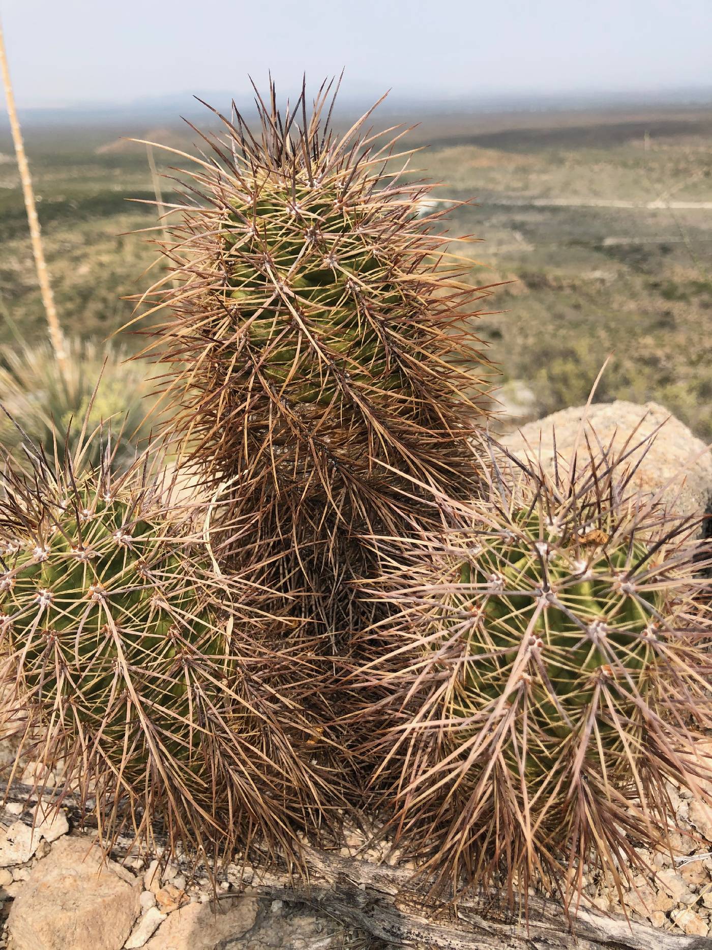 Echinocereus arizonicus subsp. nigrihorridispinus image