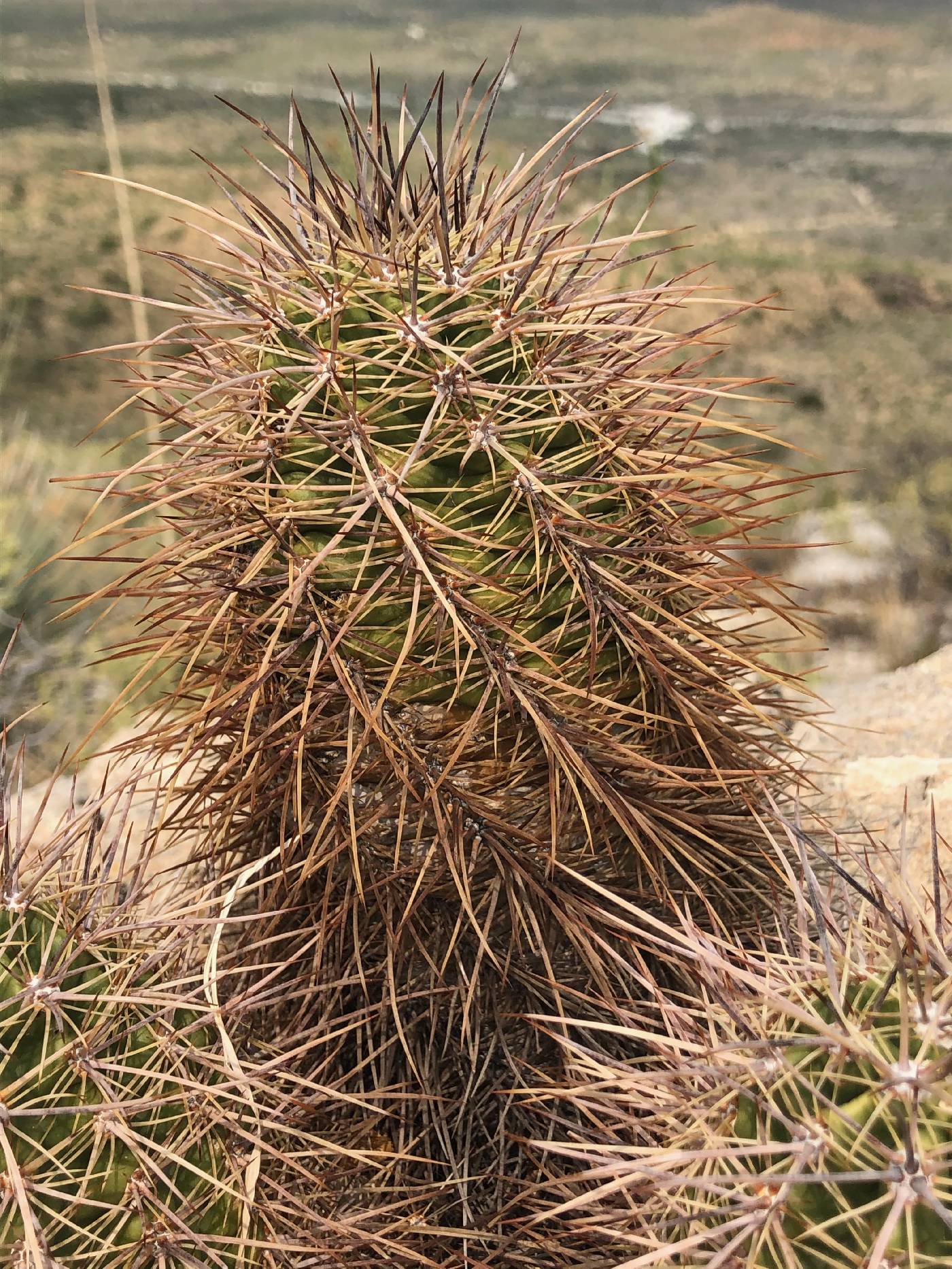 Echinocereus arizonicus subsp. nigrihorridispinus image