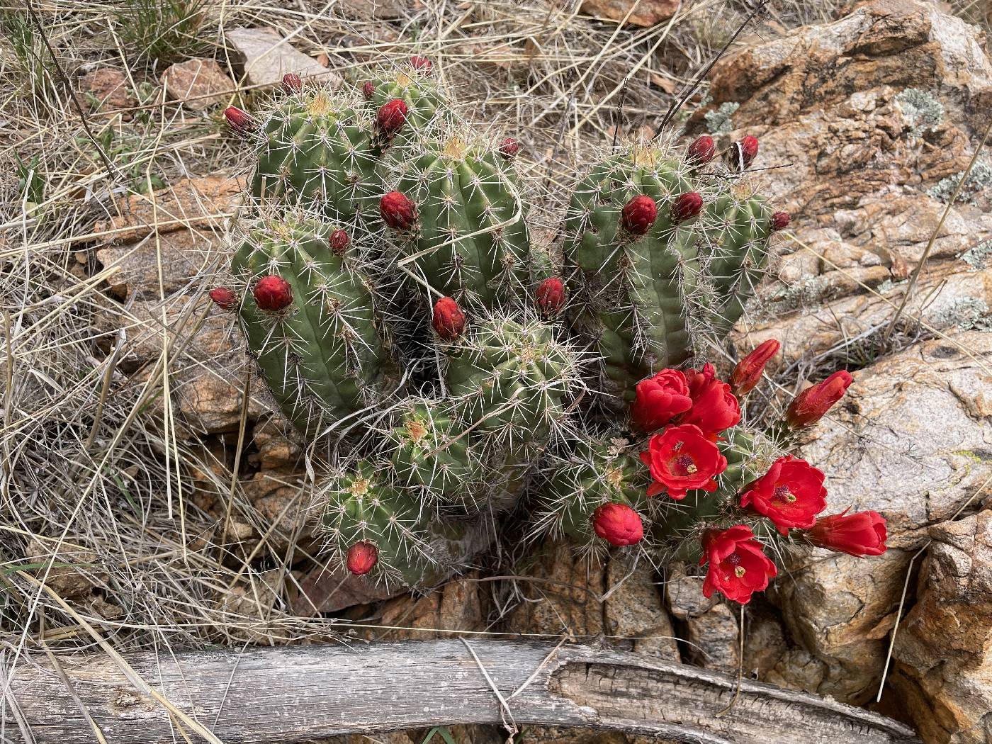 Echinocereus arizonicus subsp. nigrihorridispinus image