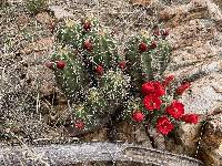 Echinocereus arizonicus image