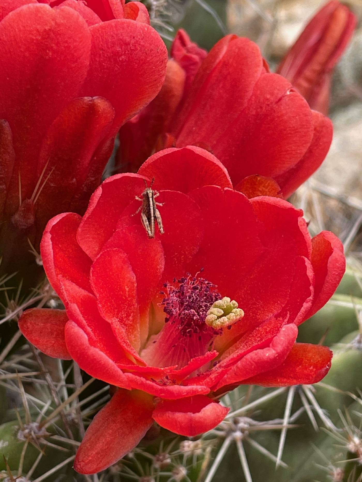 Echinocereus arizonicus subsp. nigrihorridispinus image