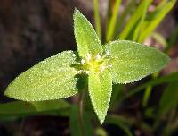 Image of Crusea longiflora