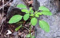 Euphorbia bifurcata image