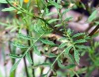 Tagetes triradiata image