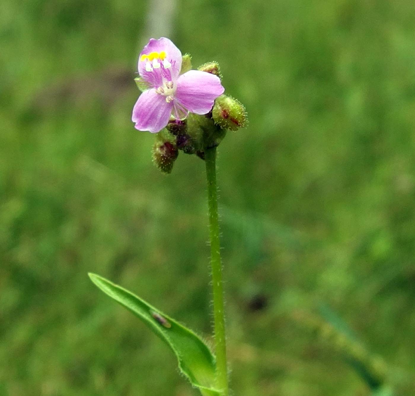 Tripogandra purpurascens image