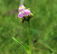 Image of Tripogandra purpurascens