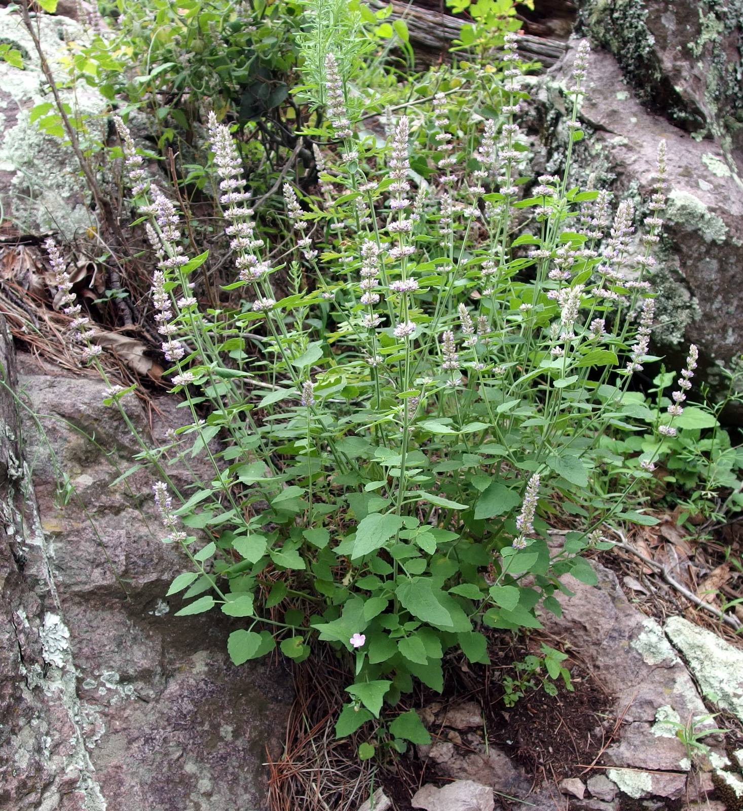 Agastache wrightii image