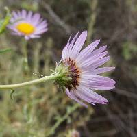 Leucosyris coulteri image