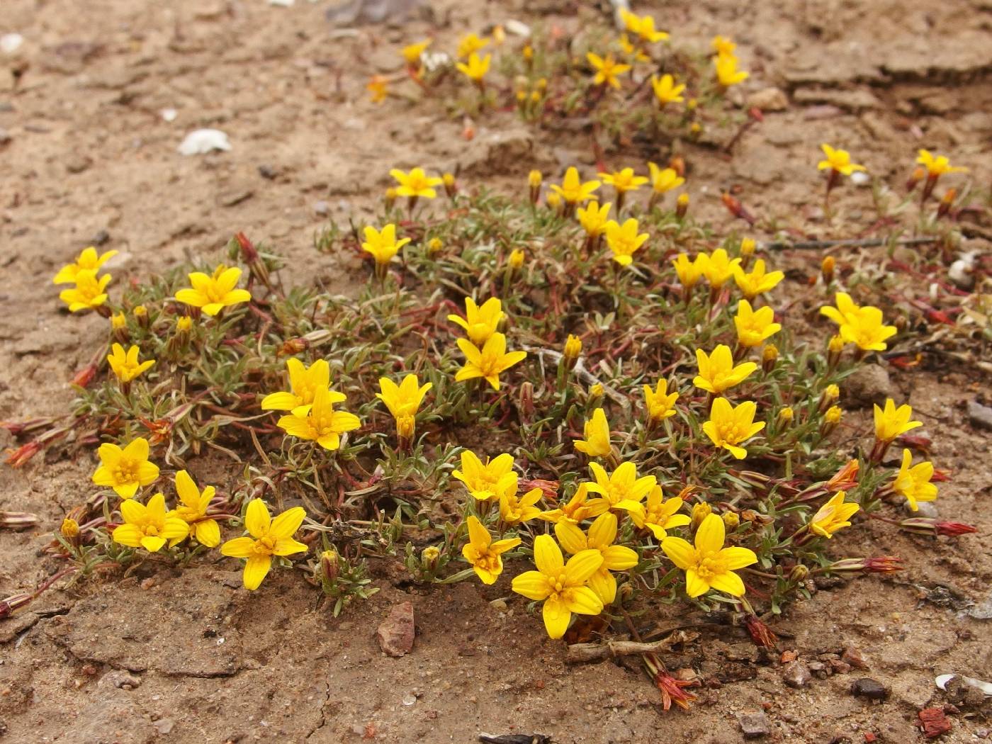 Pectis coulteri image