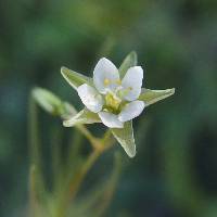 Spergula arvensis image