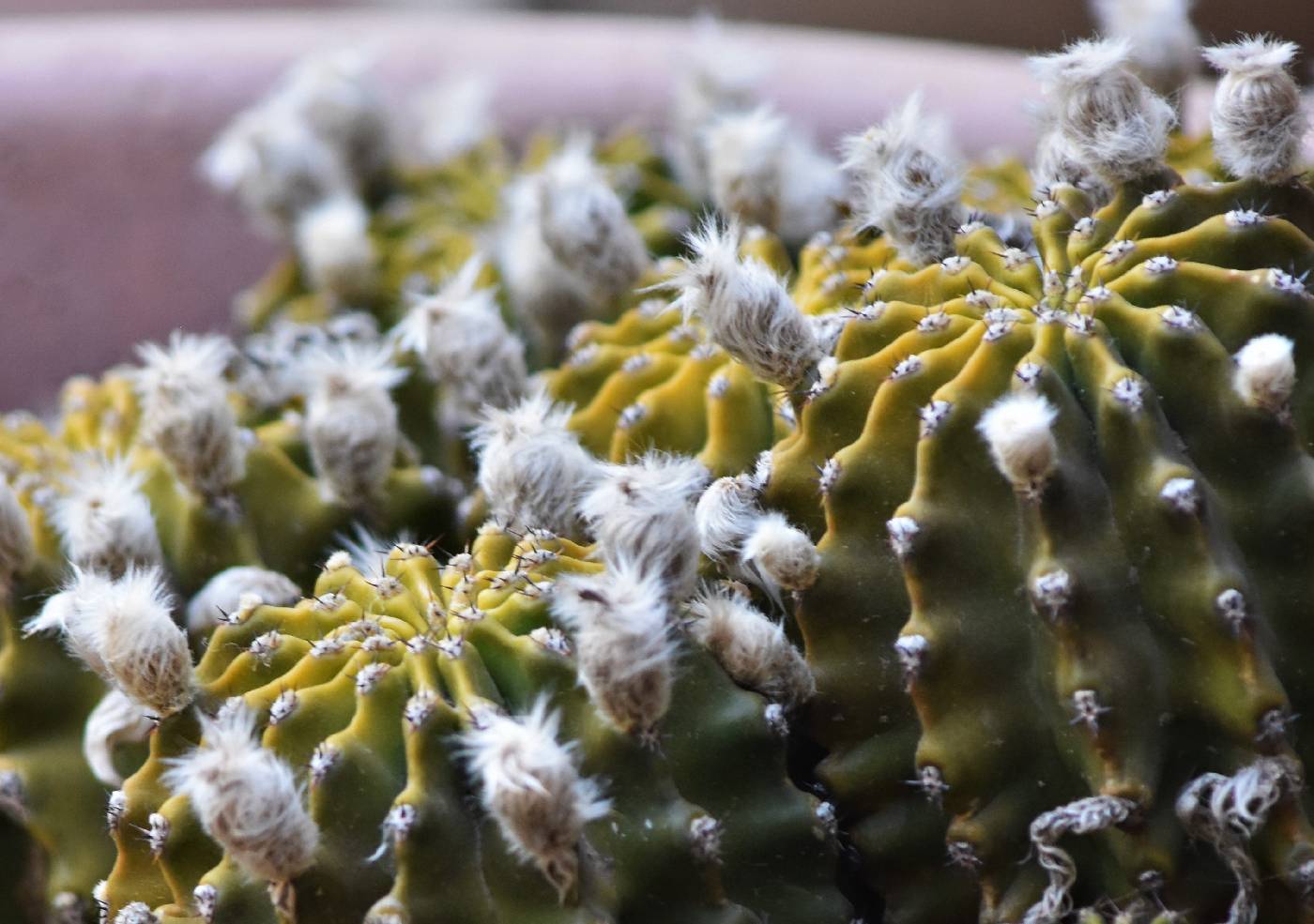 Echinopsis oxygona image