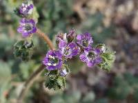 Phacelia scariosa image