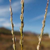 Digitaria bicornis image