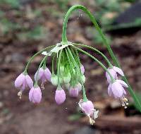 Allium cernuum image