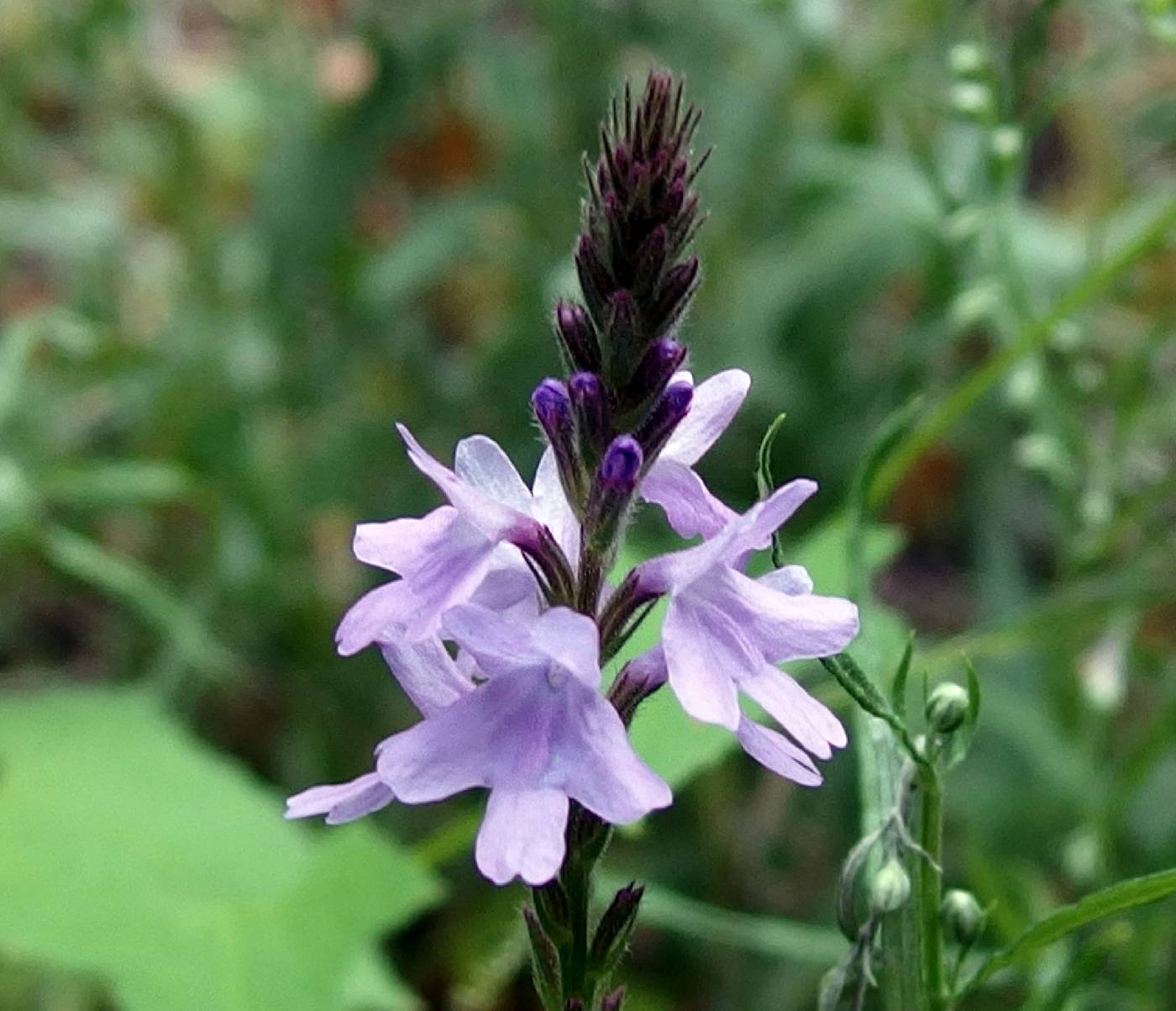 Verbena pinetorum image