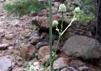 Eryngium longifolium image