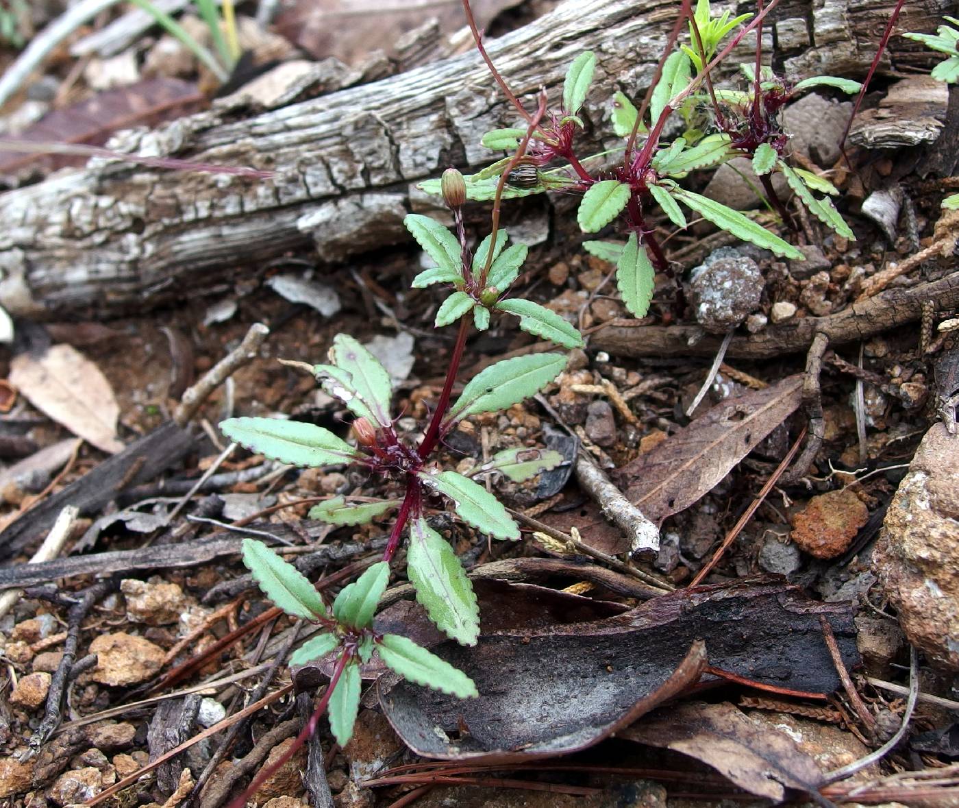 Pectis vandevenderi image