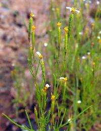 Tagetes micrantha image