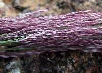 Muhlenbergia emersleyi image