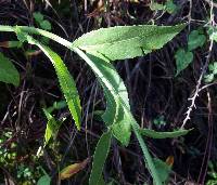 Plectocephalus rothrockii image