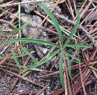 Ipomoea tenuiloba image