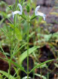 Image of Salvia emaciata
