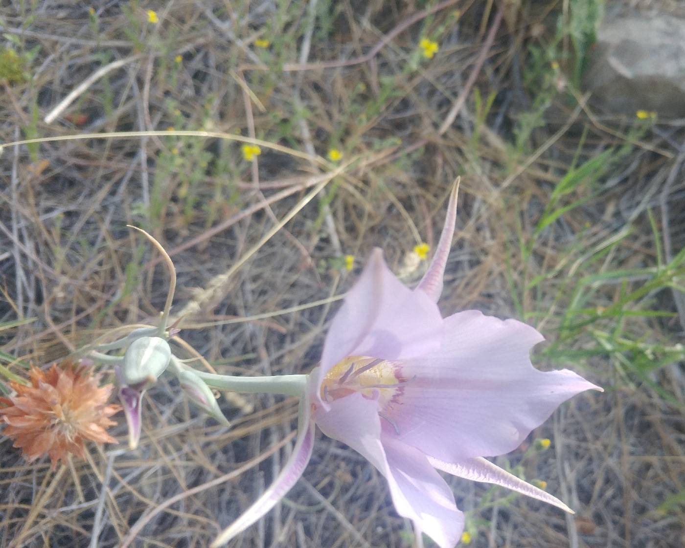 Calochortus macrocarpus image