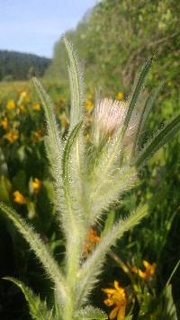 Cirsium scariosum image