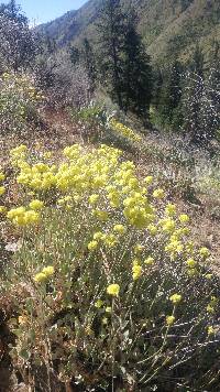 Eriogonum strictum image