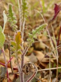 Phacelia crenulata image