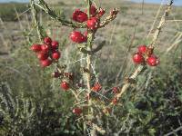 Cylindropuntia leptocaulis image