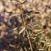 Eragrostis barrelieri image