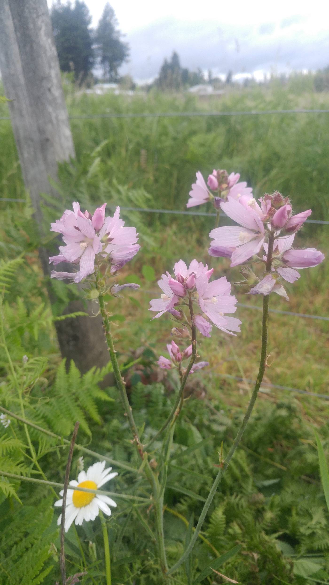 Sidalcea hirtipes image